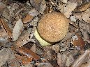 Contrada_Ilice - Boletus_subappendiculatus_ 006.jpg